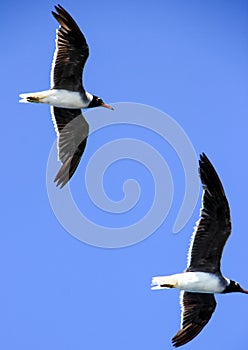 A pair of soaring gulls on a sky background