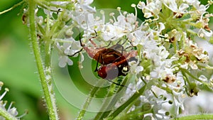 Pair of Soldier Beetle in copulation, their Latin name is Cantharis livida