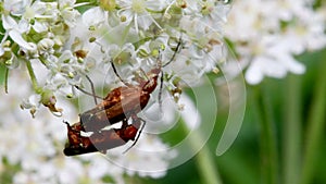 Pair of Soldier Beetle in copulation, their Latin name is Cantharis livida