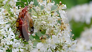 Pair of Soldier Beetle in copulation, their Latin name is Cantharis livida