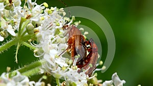 Pair of Soldier Beetle in copulation, their Latin name is Cantharis livida