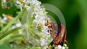 Pair of Soldier Beetle in copulation, their Latin name is Cantharis livida