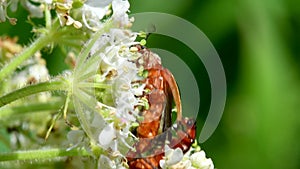 Pair of Soldier Beetle in copulation, their Latin name is Cantharis livida