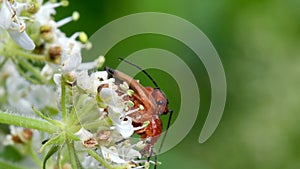 Pair of Soldier Beetle in copulation, their Latin name is Cantharis livida