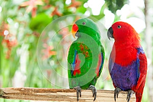 Pair of Solomon Island Eclectus Parrots