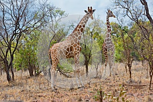 Pair of Somali Giraffe, Meru NP, Kenya