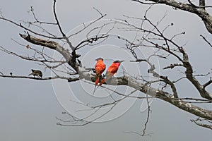 The pair of southern carmine bee-eater Merops nubicoides sitting on the dry small branch, white sky in the background