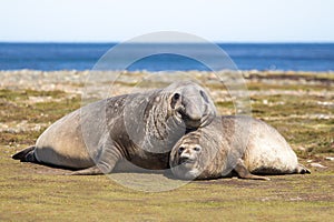 Pair of Southern Elephant Seals (Mirounga leonina) Falkland Isla photo