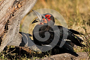 A pair of Southern ground hornbills