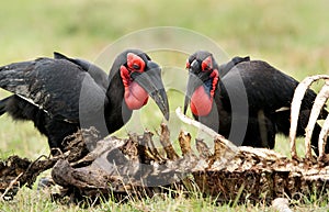 A pair of Southern ground hornbills, Masai Mara