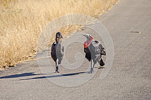 A pair of southern ground hornbills on a road in the  Kruger National Park in South Africa