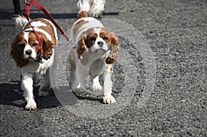 Pair of Spaniels in Burnley Lancashire photo