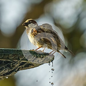Pair of Spanish Sparrows Male and Female Percched on Iron Fountain photo