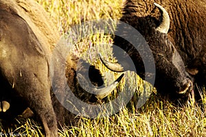 Pair of Sparring Buffalo