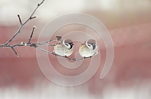 Pair of sparrow birds sitting on a branch in the park