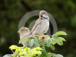 Pair of sparrows