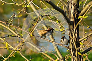 pair of sparrows in the branches of a tree