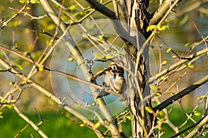 pair of sparrows in the branches of a tree