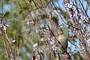 Pair of sparrows