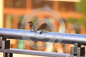 A pair of Sparrows in Hong Kong