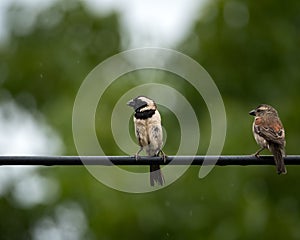 Pair of Sparrows Perched on Cable with Soft Green Background