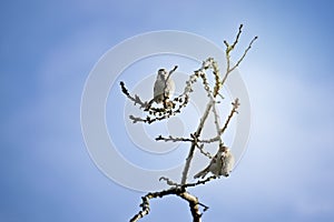 Sparrows perched on tree branche