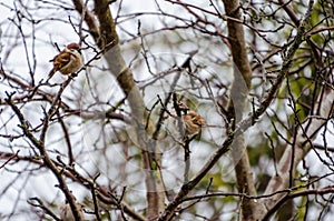 A pair of sparrows resting on a bare winter branch.