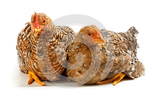 Pair of speckled pullets sitting on white