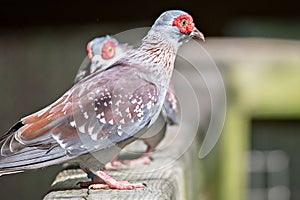 Pair of Spekled pigeon or Feral pigeon Columba guinea on wood