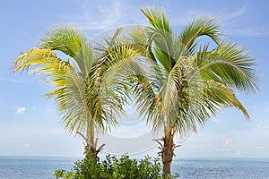 Spindle Palm Trees photo