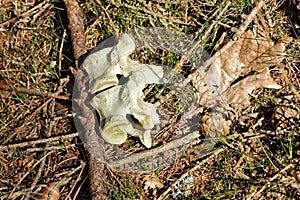 Pair of spine vertebras in grass and needles