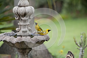 Pair of spotted backed weavers at fountiain