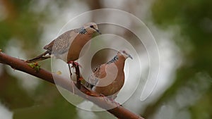 Pair of spotted  dove, natural, nature, wallpaper