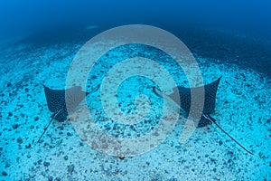 Pair of Spotted Eagle Rays in Cocos Island