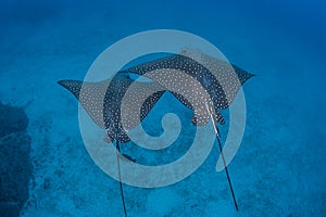 Pair of Spotted Eagle Rays