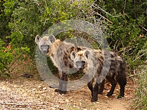 Pair of Spotted Hyenas.