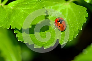 Ladybug Sex on Wild Celery Leaf 02