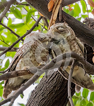 A Pair of Spotted Owl in close proximity