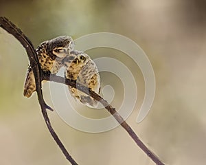 Pair of spotted owl