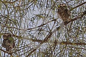 A Pair of Spotted Owl
