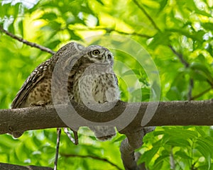 A pair of spotted owl