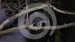 Pair of spotted owls perched on