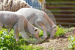 Pair of Spring Lambs