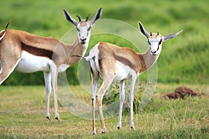 Pair of springbuck
