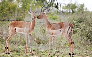 Pair of springbuck standing together