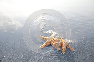 Pair of starfish on the beach