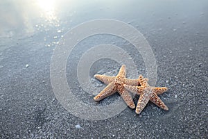 Pair of starfish on the beach