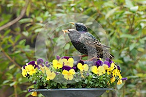 Pair of starlings feeding amongst pansies