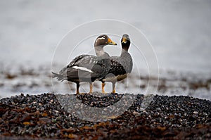 pair of steamer ducks