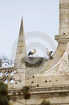 Pair of Storks photo